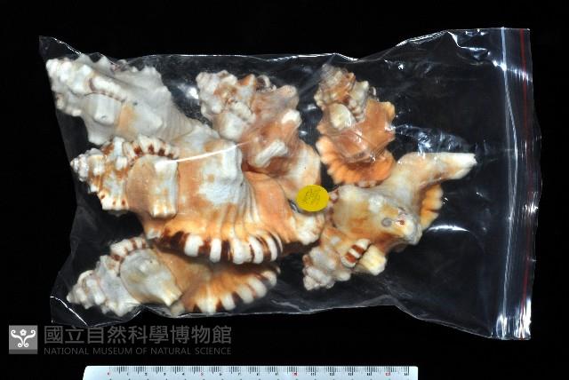象鼻法螺藏品圖，第11張