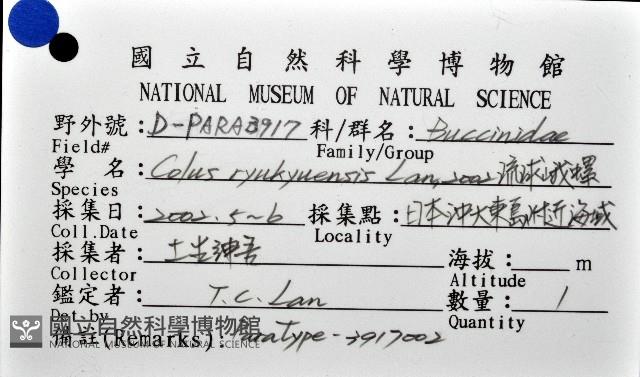 琉球峨螺藏品圖，第11張