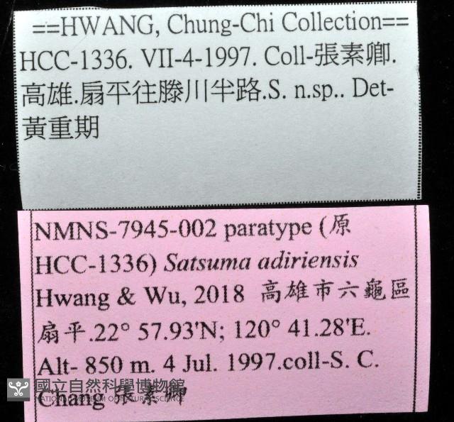 阿禮高腰蝸牛藏品圖，第11張