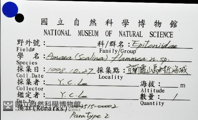 火燄海螄螺藏品圖，第11張