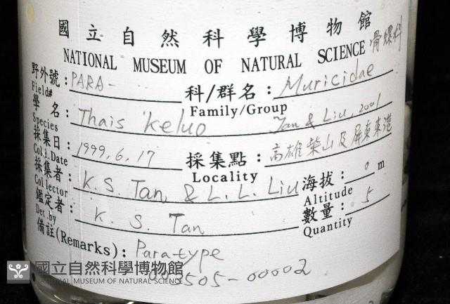 新種岩螺藏品圖，第11張