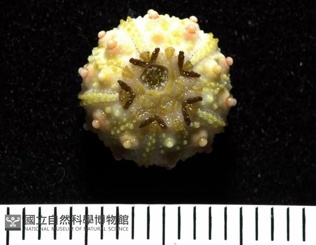 環棘深淵沙棱海膽藏品圖，第11張