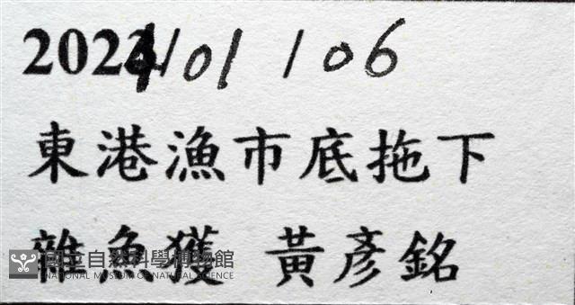 思氏不對稱鰓虱藏品圖，第11張
