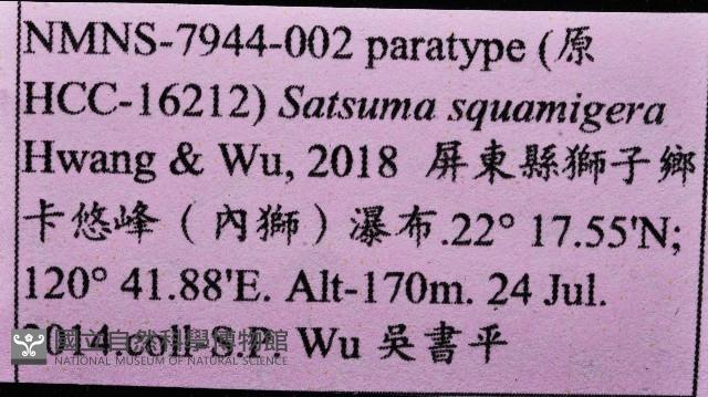 鱗高腰蝸牛(鱗菱蝸牛)藏品圖，第11張