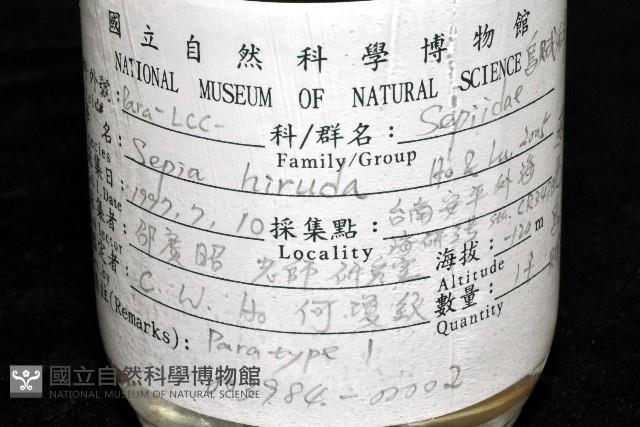 燕尾烏賊藏品圖，第11張