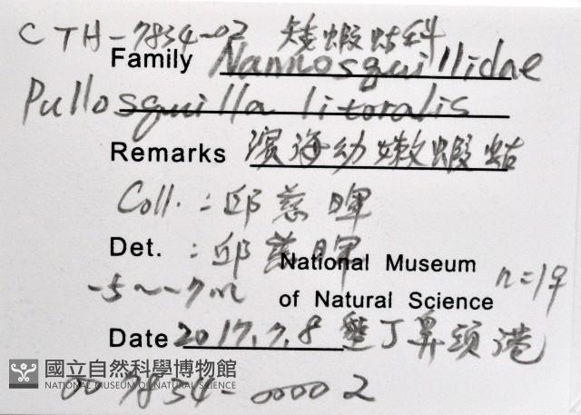 濱海幼嫩蝦蛄藏品圖，第11張