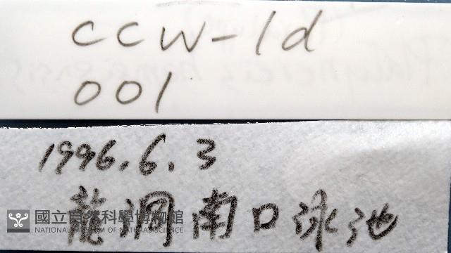 和美闊沙蠶藏品圖，第11張