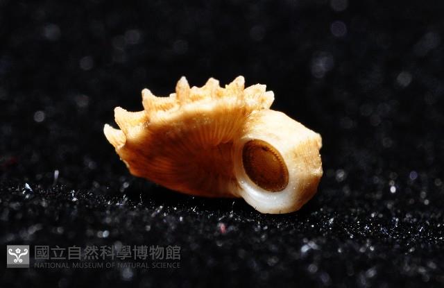 百夫長花冠螺藏品圖，第11張