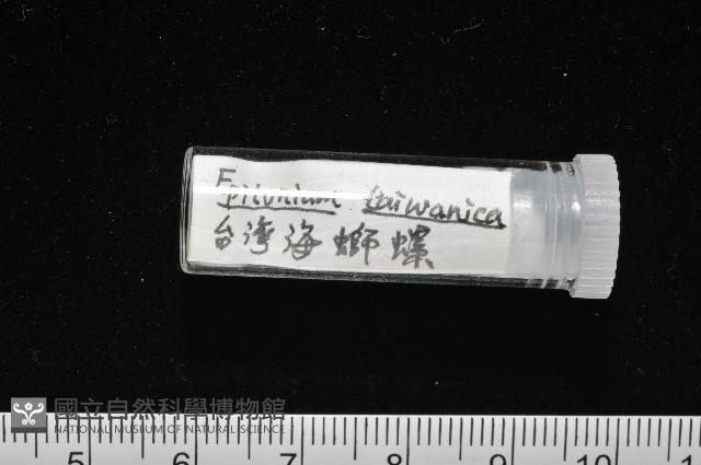 臺灣海螄螺藏品圖，第11張