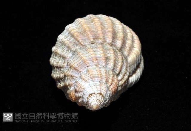 巨核螺藏品圖，第11張