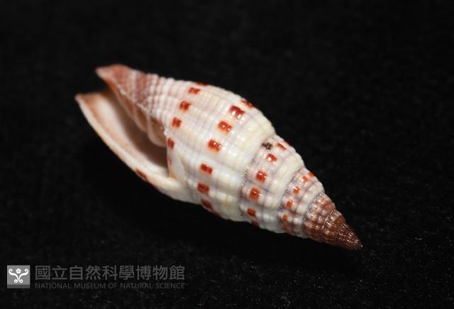 吸血蛹筆螺藏品圖，第11張