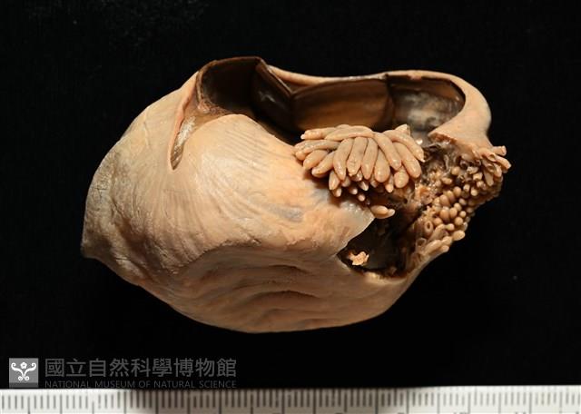 造殼海葵之一種藏品圖，第11張