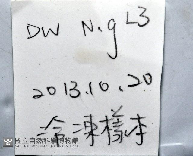 小灰玉螺藏品圖，第11張
