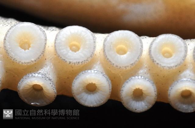 新種章魚TW45藏品圖，第11張