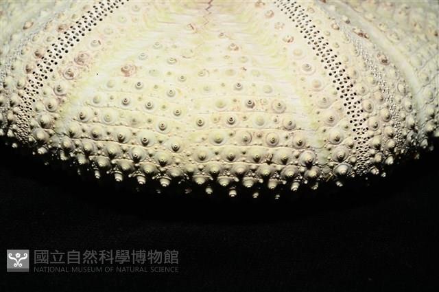 輻星肛海膽藏品圖，第11張