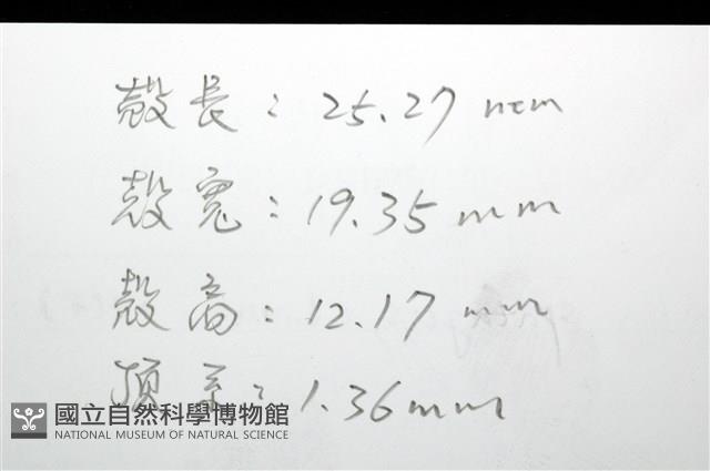 脊背壺海膽藏品圖，第11張