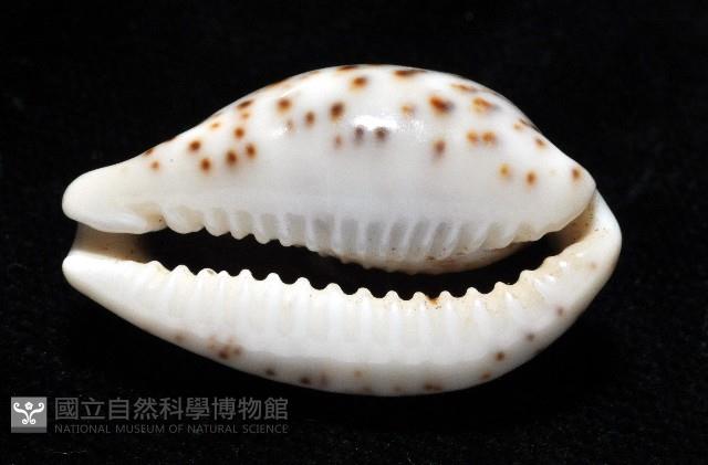 銹斑寶螺藏品圖，第11張