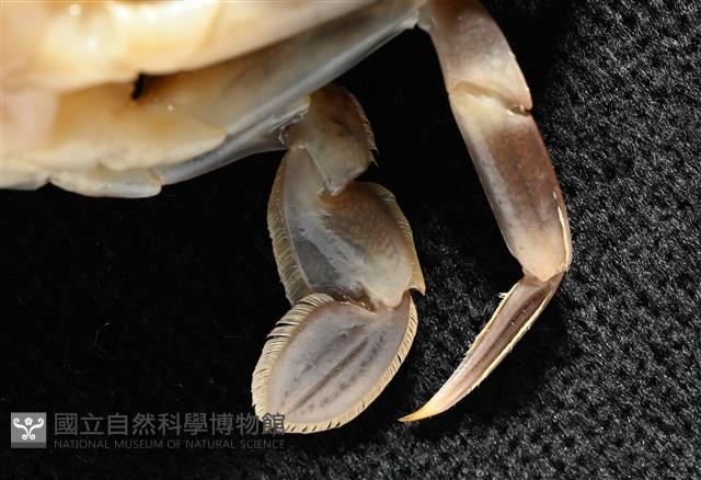 環紋蟳藏品圖，第11張