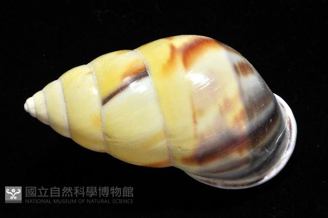 雙旋蝸牛藏品圖，第11張