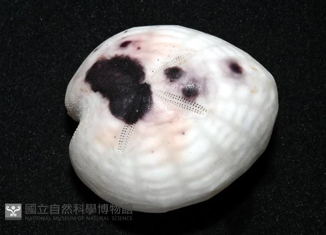 心形緣帶海膽藏品圖，第11張
