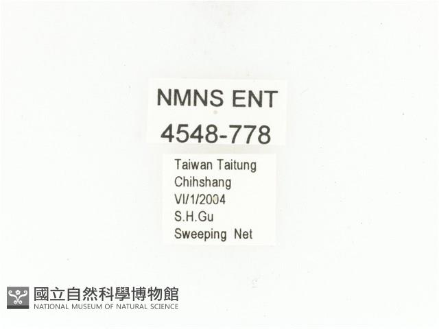 東方白點花金龜藏品圖，第2張