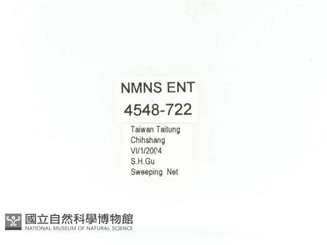 金艷騷金龜藏品圖，第2張