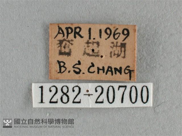 紫日灰蝶藏品圖，第3張