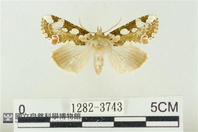 連珠波紋蛾藏品圖，第1張
