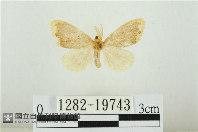 黑翅黃毒蛾藏品圖，第1張