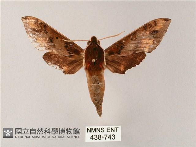 雙斑白肩天蛾藏品圖，第1張