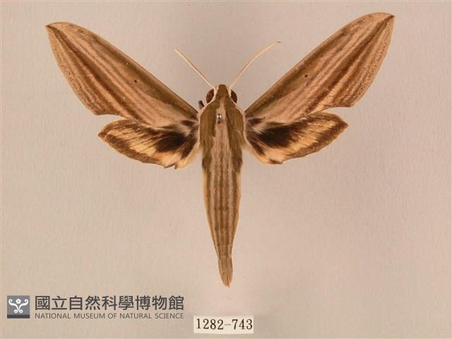棕綠背線天蛾藏品圖，第1張