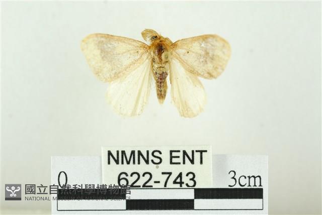寬紋黃毒蛾藏品圖，第1張