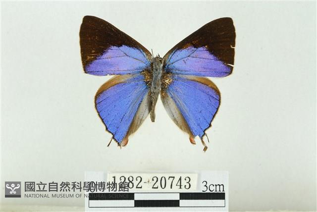 白腹青灰蝶藏品圖，第1張