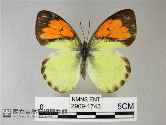 異粉蝶、雌白黃蝶藏品圖，第1張
