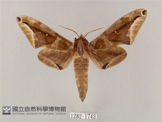 白點天蛾 藏品圖，第1張