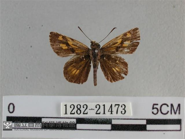 黃星弄蝶藏品圖，第1張