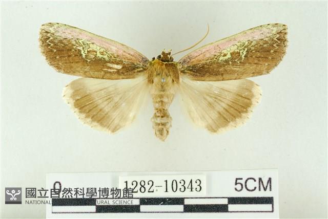 粉太波紋蛾藏品圖，第1張