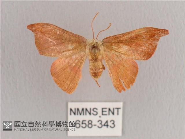 銀端帶鉤蛾藏品圖，第1張