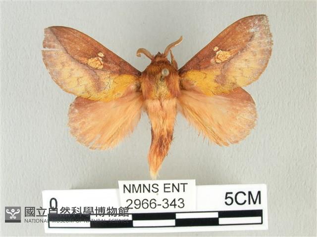 竹黃斜帶枯葉蛾藏品圖，第1張