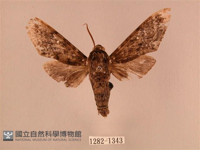 白星天蛾藏品圖，第1張