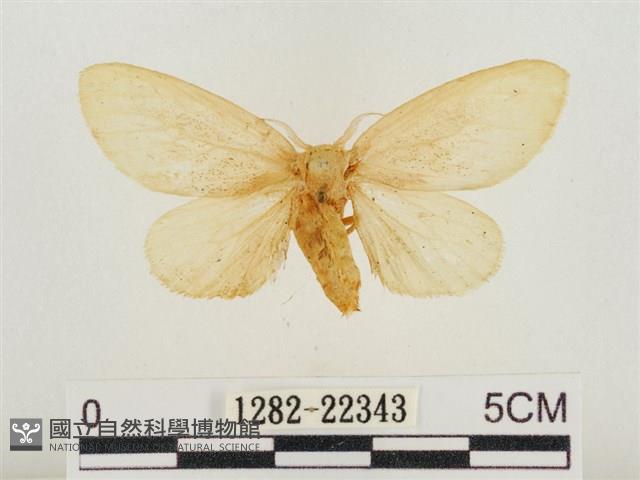 榕透翅毒蛾藏品圖，第1張