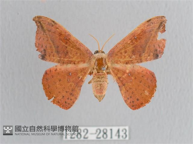 接骨木帶鉤蛾藏品圖，第1張