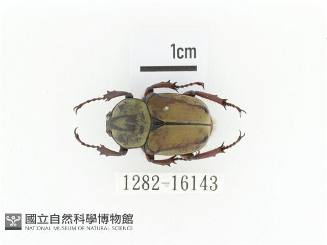 臺灣角金龜藏品圖，第1張