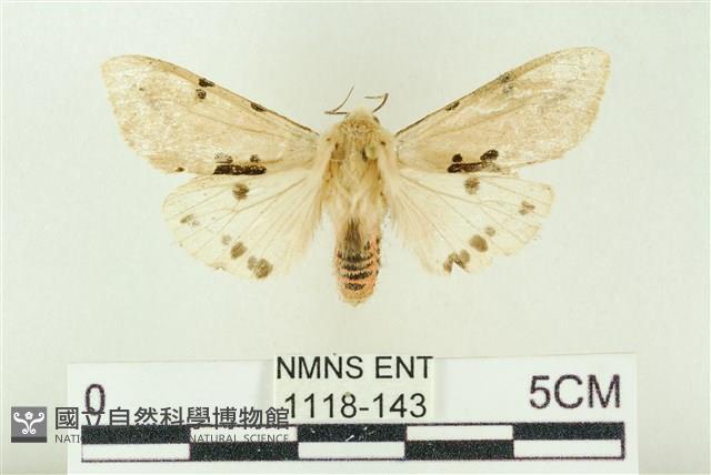 棍棒污燈蛾藏品圖，第1張