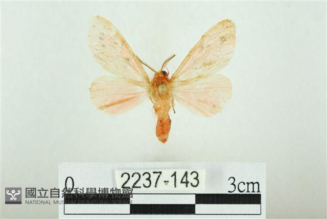 三條橙燈蛾藏品圖，第1張