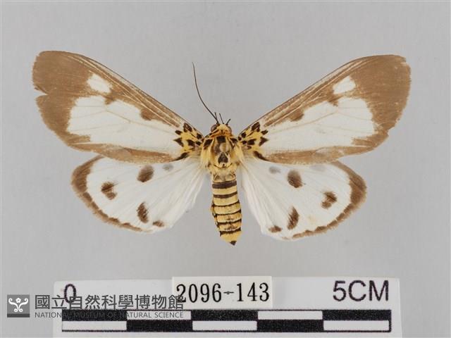 長斑擬燈蛾藏品圖，第1張
