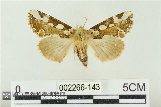 連珠波紋蛾藏品圖，第1張