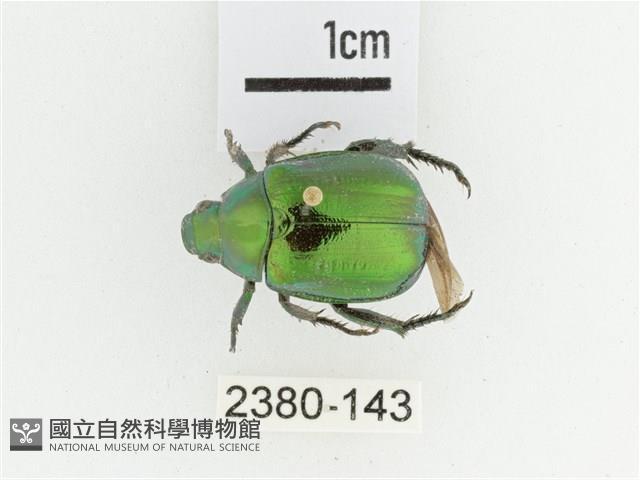 艷金龜藏品圖，第1張