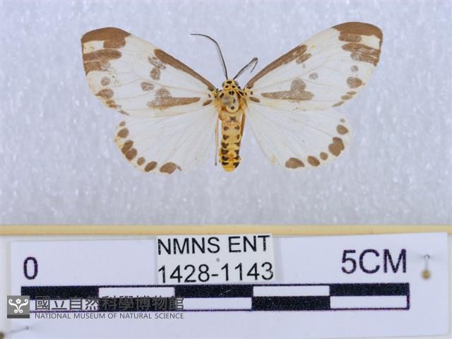 後凸蝶燈蛾藏品圖，第1張