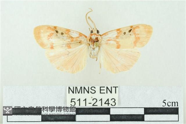 臺雪苔蛾藏品圖，第1張